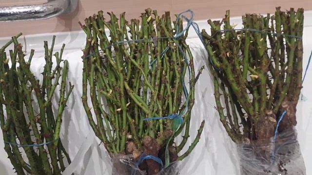 Саженцы роз из питомника Розы Вдохновения. Распаковка посылки. смотреть онлайн