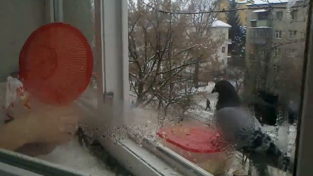Как поймать голубя смотреть онлайн