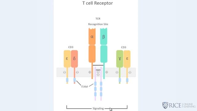 The TCR Receptor Complex - Fundamentals of Immunology: T Cells and Signaling смотреть онлайн