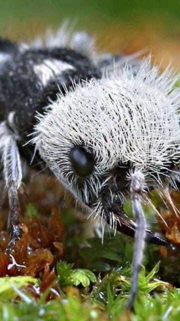 Оса-немка(Euspinolia militaris) (часть-2) первая часть на канале смотреть онлайн