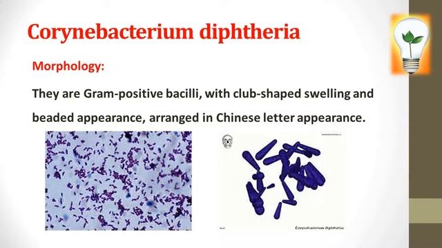 Medical Microbiology (8): Aerobic spore-bearers البكتريا الهوائية التي تكون كبسول смотреть онлайн