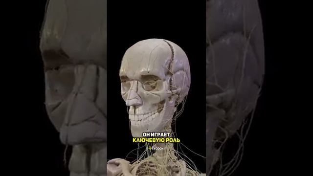 #магний смотреть онлайн