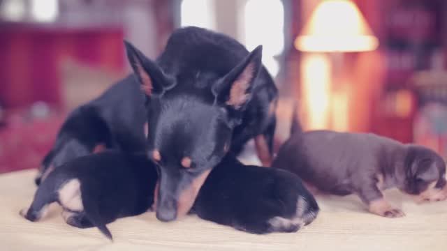 У НАС РОДИЛИСЬ ЩЕНКИ ЛАНКАШИРСКОГО ХИЛЕРА | ДОГМАМА И СОБАКИ смотреть онлайн