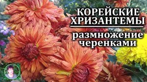 Корейские хризантемы Размножение черенками