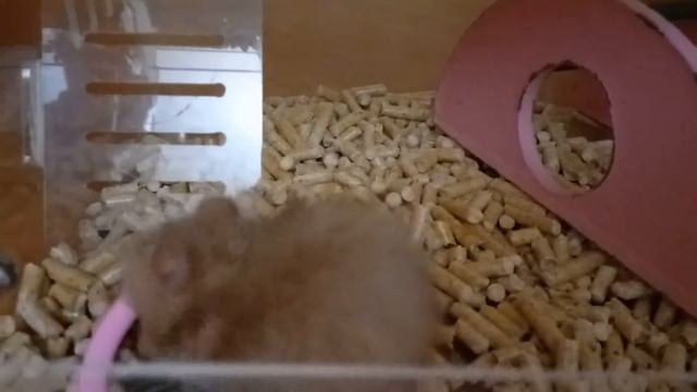 УРАААА🔥 ХОМЯЧОК😍У НАС ПОЯВИЛСЯ НОВЫЙ МИМИМИШНЫЙ ЖИТЕЛЬ💖 ЗНАКОМИМСЯ.