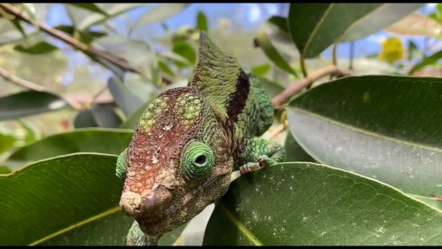 Дикий Мадагаскар. Глаза хамелеона. Как он видит смотреть онлайн