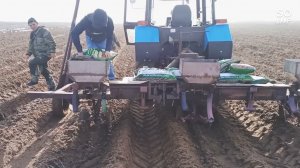 Астрахань. Внесение ОМУ при посадке картофеля.