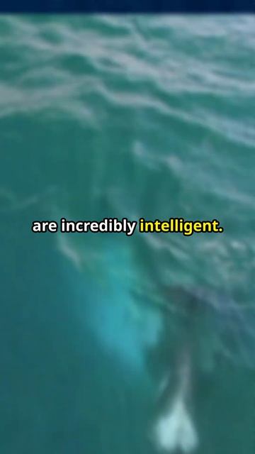 The Ocean's Apex Predator #shorts #orca #animallover смотреть онлайн