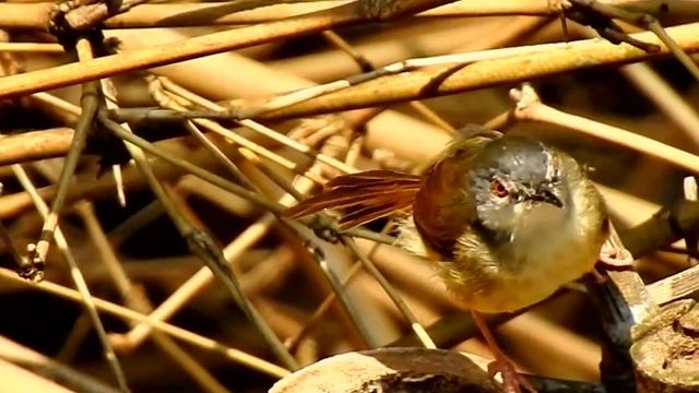 Common Tailorbird Orthotomus sutorius 长尾缝叶莺 3 22 18 Baisha 白沙网山 смотреть онлайн