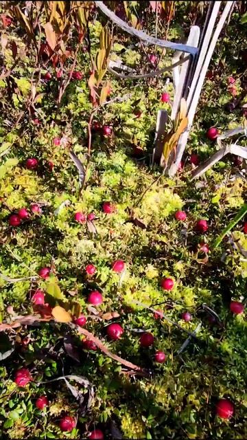 на сборе Клюквы болота на плывуне, сентябрь 2023 смотреть онлайн