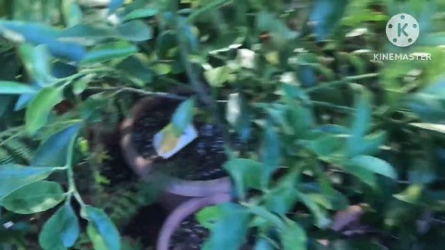 Summerhouse citrus plants. Time for a mid January look at how things are looking now смотреть онлайн