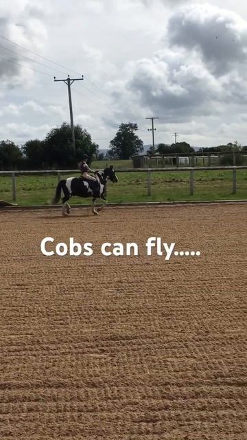 Wait till the end#cobscanjump#equine#equestrian#roman#cobs#flying#galloping#showjumping#piebald #me смотреть онлайн