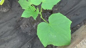 Высаживаю огурцы в теплицу. Чем отличается высадка огурцов от высадки томатов?