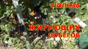 Польза от жирующих побегов винограда. Развенчание мифов