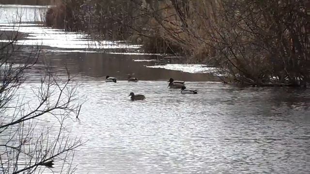 Кряква на водохранилище смотреть онлайн
