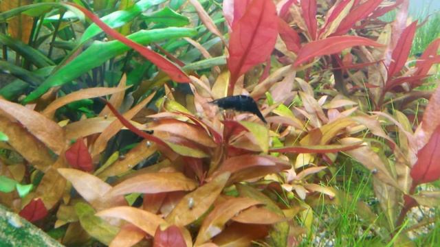 Gambario de Neocaridina davidi blue wizard смотреть онлайн