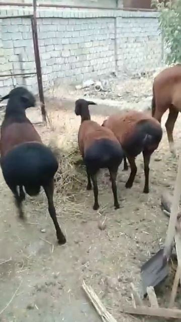 Гиссарские овцы Таджикистана с отара Мирзакарим хожи. Благодарность другу с Киргизии, который высла смотреть онлайн