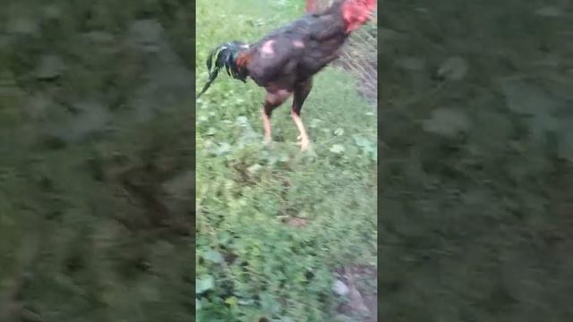 Мой красавчик . Мини обзор . огонь.🔥🔥🔥🔥🔥 смотреть онлайн