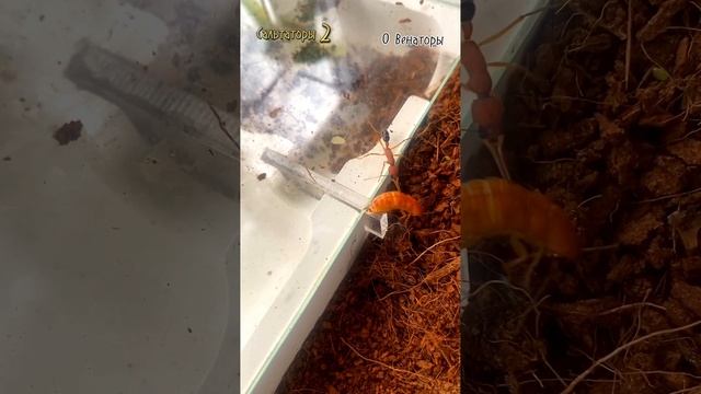 Harpegnathos Saltator. Индийский прыгающий муравей-охотник. Лучшие понерины для новичка!!! смотреть онлайн