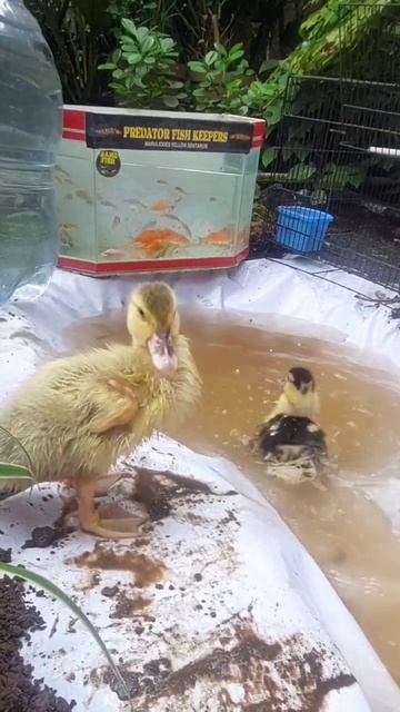 Bath ducks, fishing toy fish, ornamental fish, koi fish, aquarium fish, children's toys #shorts смотреть онлайн