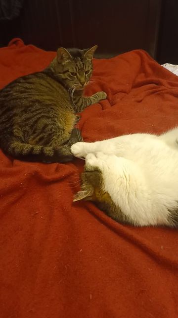 Берегите хвосты смотреть онлайн