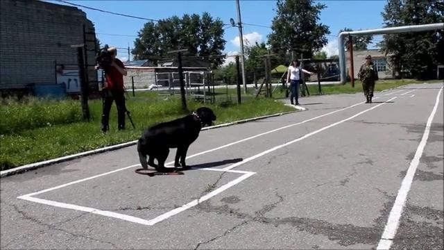 Кинологи с собаками в Приамурье смотреть онлайн