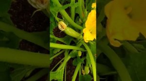 Парник с высокорослыми сортами перцев_Окончание