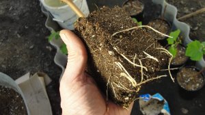 Пересадка  саженцев винограда