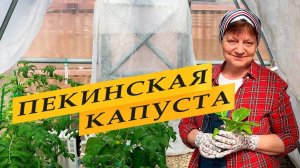 Пекинская капуста выращивание.