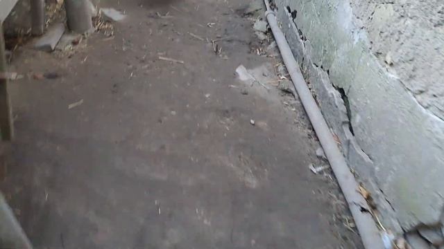 ПРИБРАВ ПОДВІР'Я У КУРЕЙ. ГАРНИЙ, ТЕПЛИЙ ЖОВТНЕВИЙ ВЕЧІР. смотреть онлайн