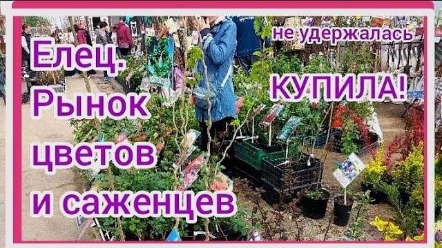 Секреты успешных покупок саженцев и цветов смотреть онлайн