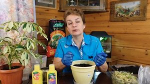 Глоксинии проснулись/не проснулись после зимы. Что делать дальше?