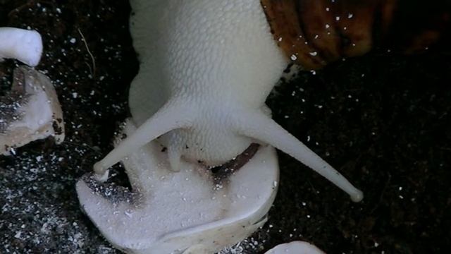 Snail Archachatina marginata suturalis albino body смотреть онлайн