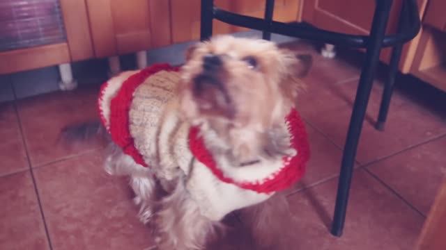 В ГОСТЯХ У ЙОРКОВ И КОШКИ БЛЮЗ, А ЭЙВАН ВЛЮБИЛСЯ?! смотреть онлайн