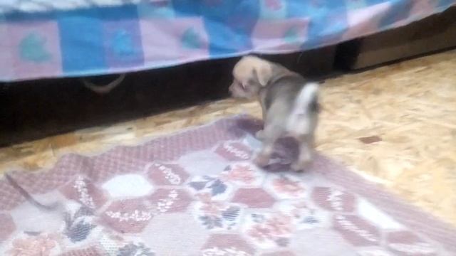 Бэн чихуахуа мама Шоколадка Скалистое смотреть онлайн