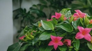 Вьющиеся комнатные цветы - Уход за комнатными цветами