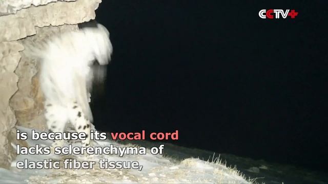 Roaring Snow Leopard Caught on Camera in Northwest China смотреть онлайн