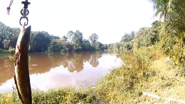 Abu Garcia C3 5501 Double strike mega size snakehead mama haruan смотреть онлайн