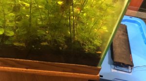 Cabomba Caroliniana a short guide