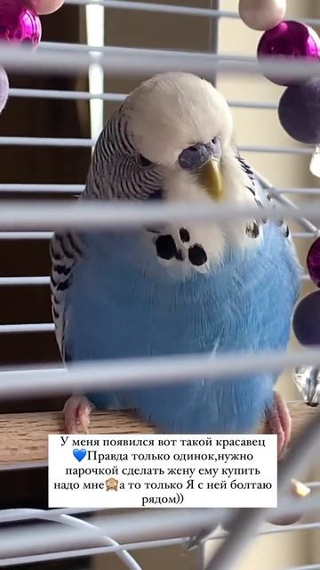 My bird💙Моя птичка смотреть онлайн