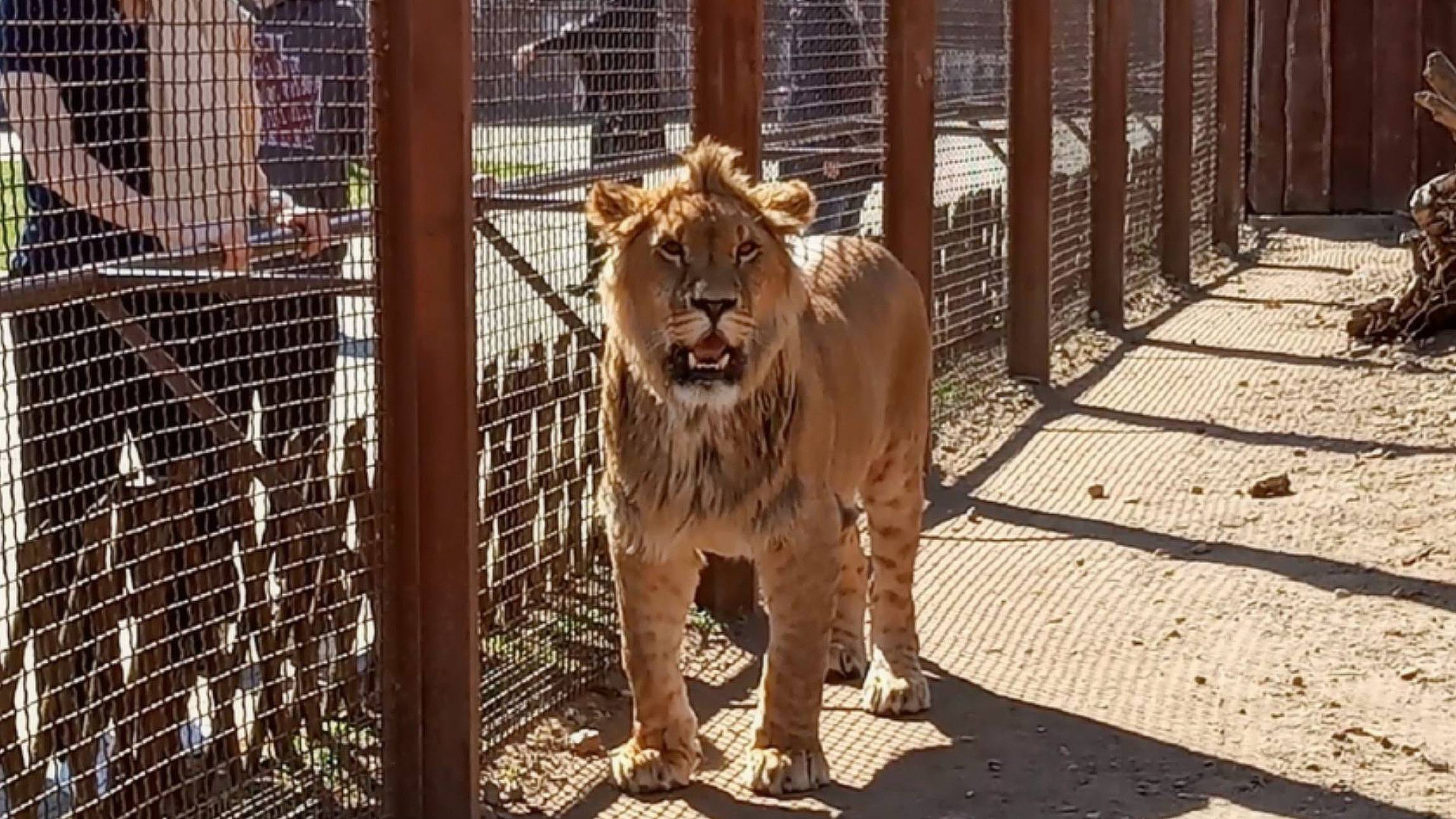 ШЕРХАН самый крутой! Новости от директора зоопарка и разговор с сотрудником. (1 выпуск) смотреть онлайн