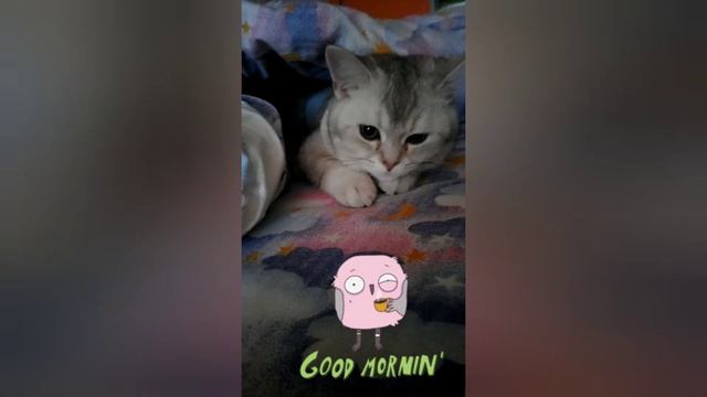 котёнок Айран смотреть онлайн