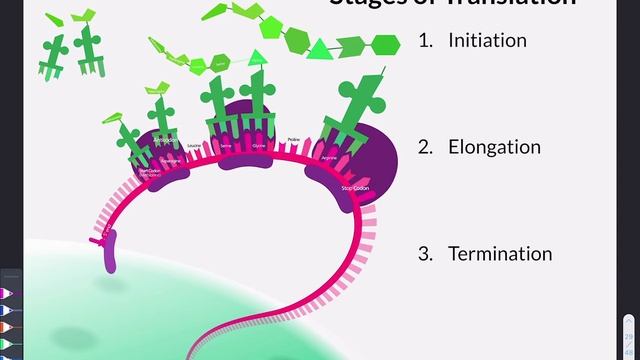 Accelerated Biology Notes: Protein Synthesis- Translation