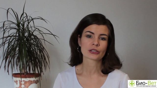 Как назвать кошку - советы ветеринара смотреть онлайн