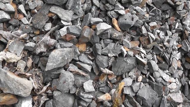 Fossil Hunting At Slesse Creek, Chilliwack Part 2 Mysteries Of The Forest Floor смотреть онлайн