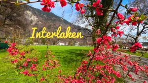 🇨🇭Интерлакен: Весна в Швейцарии...🌺