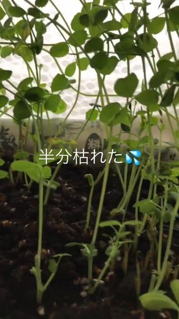[Grow Food] [Food] 家庭菜園　〜豆苗〜　Pea sprouts смотреть онлайн