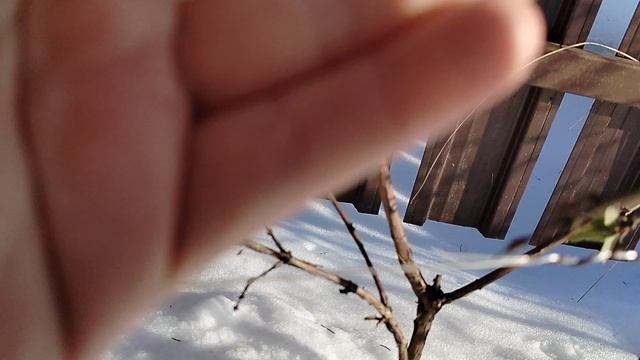 Ягодная жимолость в бутонах после снегопада 06.04.2025 смотреть онлайн