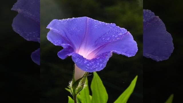 Morning Flower Remix