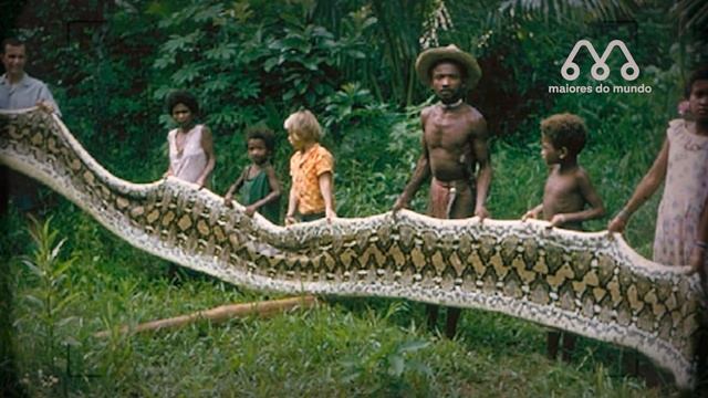 MAIOR PITON DO MUNDO JÁ REGISTRADO